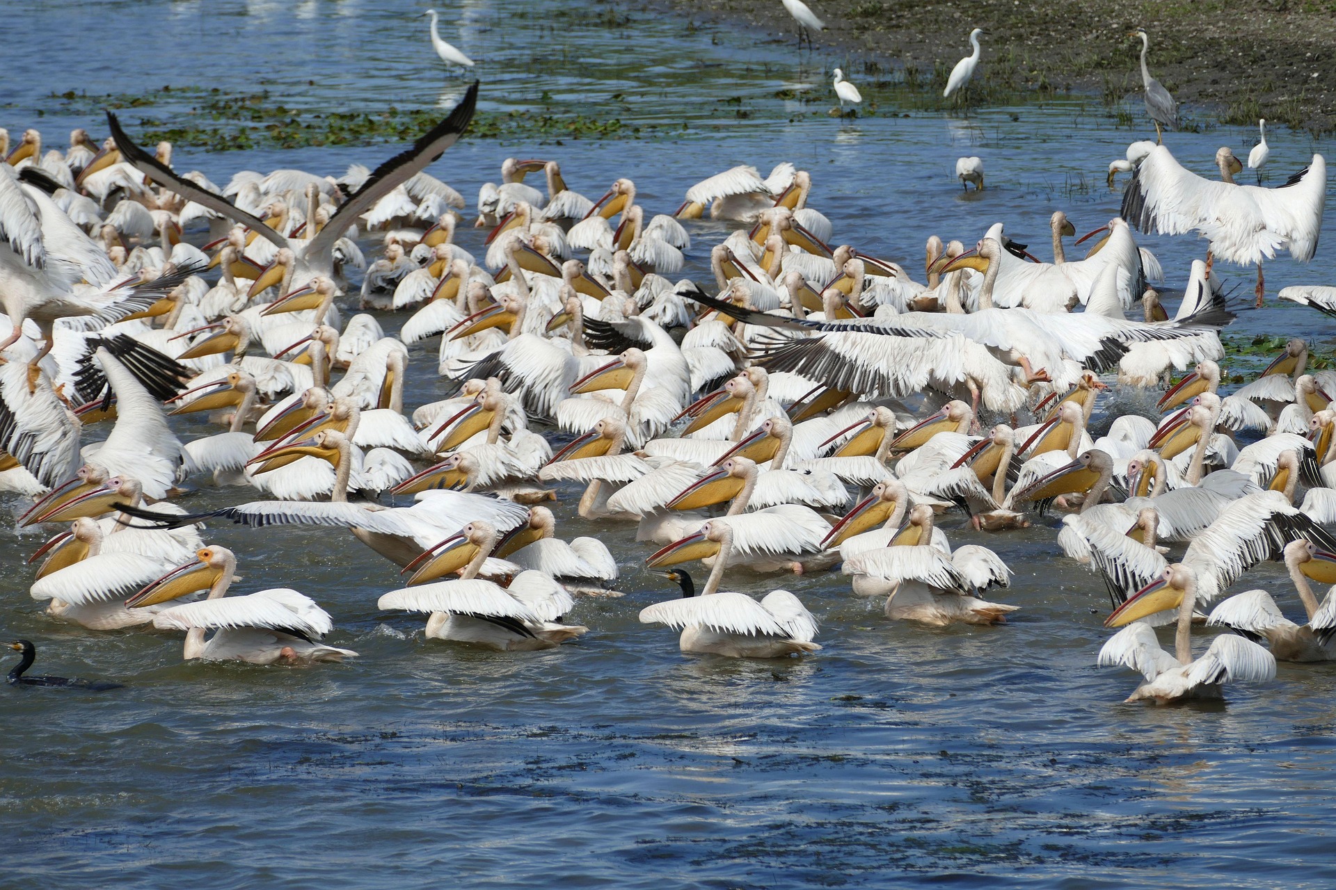 Danube Delta Small-Boat Safari
